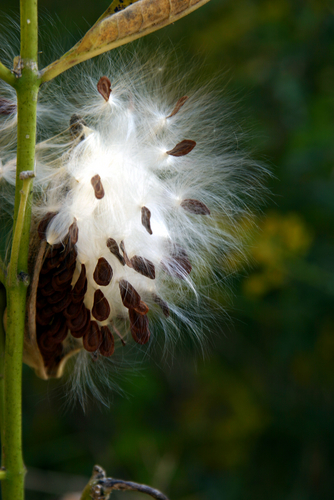 exploding seed pod